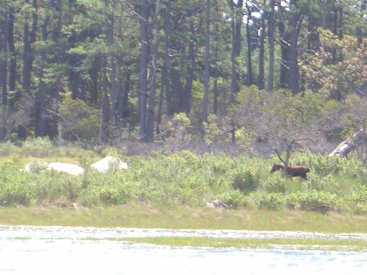 Chincoteague September 2007 003.JPG